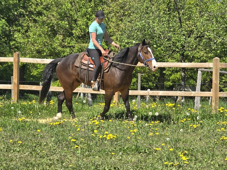 Quarab Wallach 7 Jahre 155 cm Brauner in Linkenbach