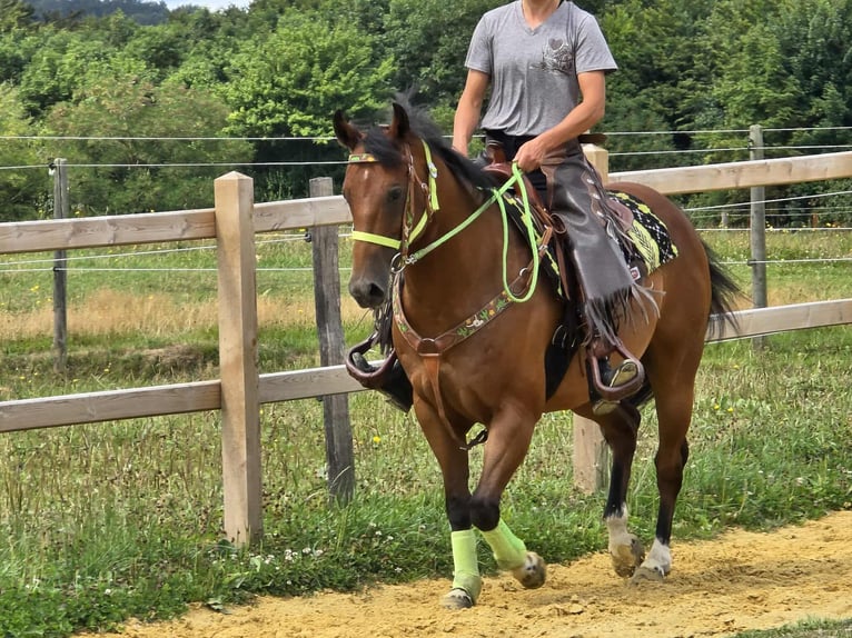 Quarab Mix Wallach 7 Jahre 155 cm Brauner in Linkenbach