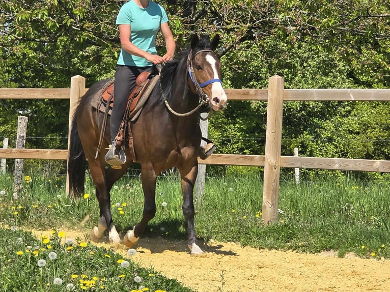 Quarab Wallach 7 Jahre 155 cm Brauner in Linkenbach