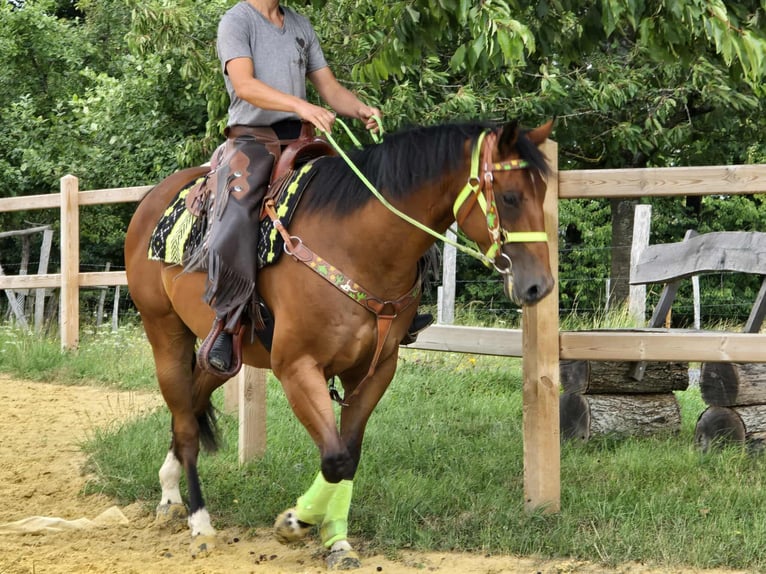 Quarab Mix Wallach 7 Jahre 155 cm Brauner in Linkenbach