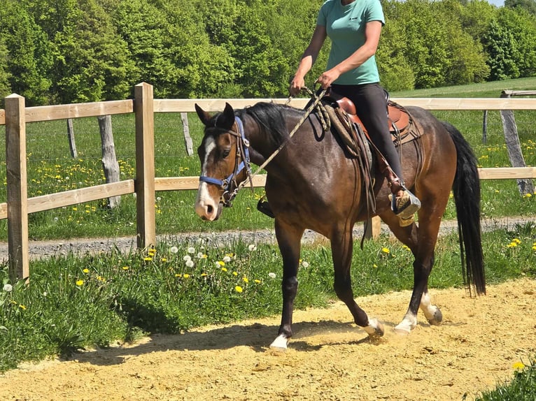 Quarab Wallach 7 Jahre 155 cm Brauner in Linkenbach