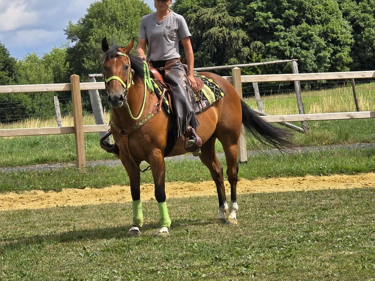 Quarab Mix Wallach 7 Jahre 155 cm Brauner in Linkenbach