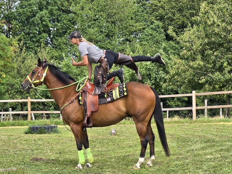 Quarab Mix Wallach 7 Jahre 155 cm Brauner in Linkenbach