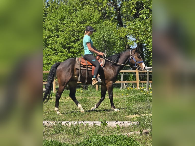 Quarab Wallach 7 Jahre 155 cm Brauner in Linkenbach
