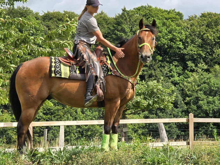 Quarab Mix Wallach 7 Jahre 155 cm Brauner in Linkenbach