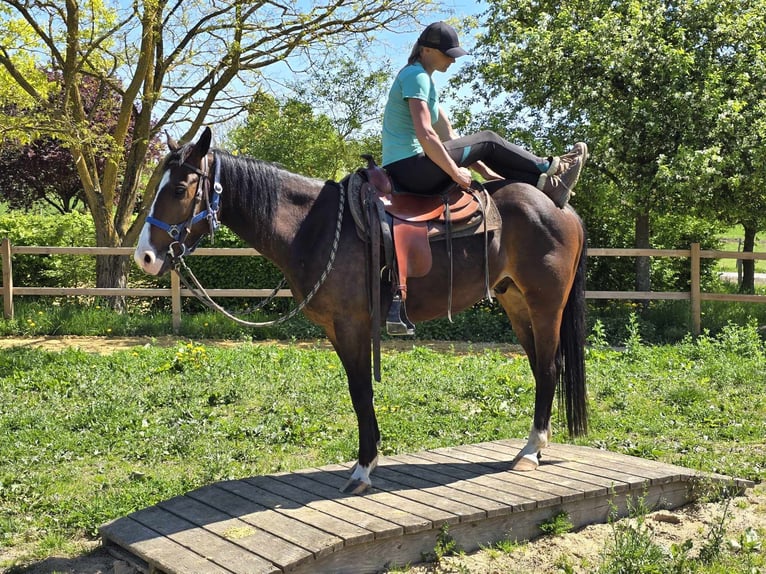 Quarab Wallach 7 Jahre 155 cm Brauner in Linkenbach