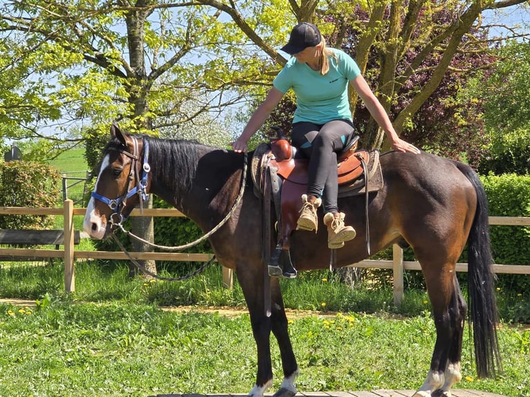 Quarab Wallach 7 Jahre 155 cm Brauner in Linkenbach