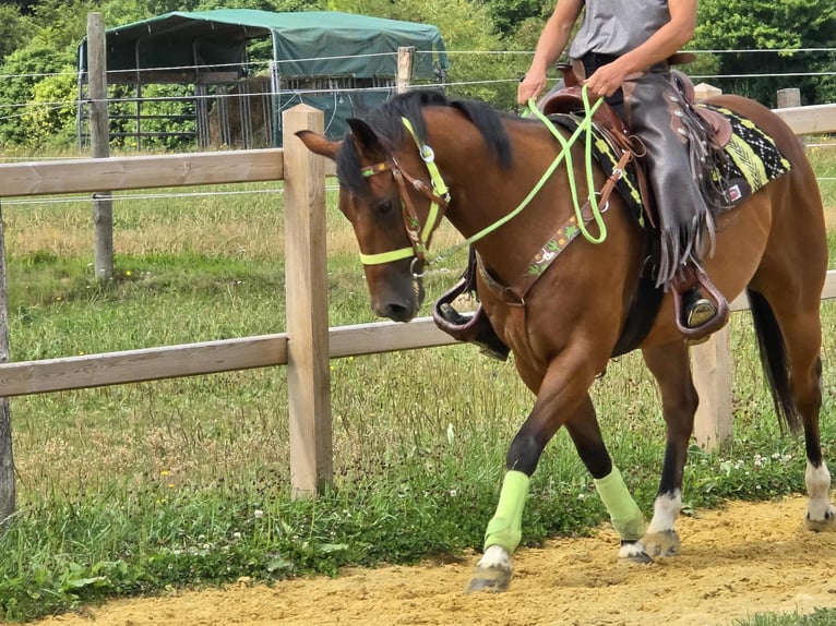Quarab Mix Wallach 7 Jahre 155 cm Brauner in Linkenbach