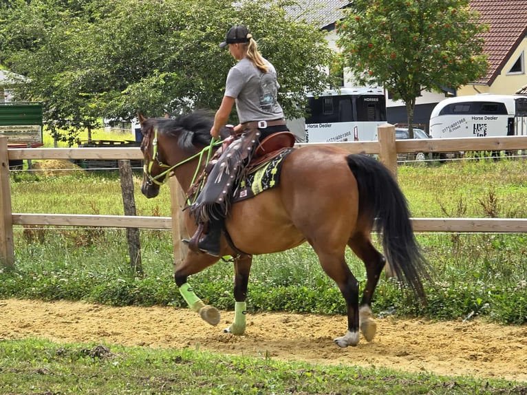 Quarab Mix Wallach 7 Jahre 155 cm Brauner in Linkenbach