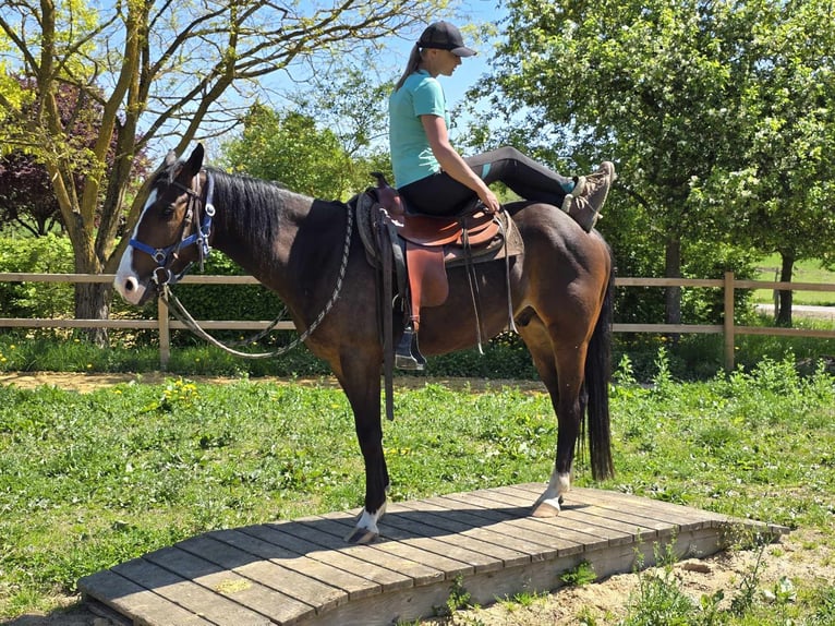 Quarab Wallach 7 Jahre 155 cm Brauner in Linkenbach