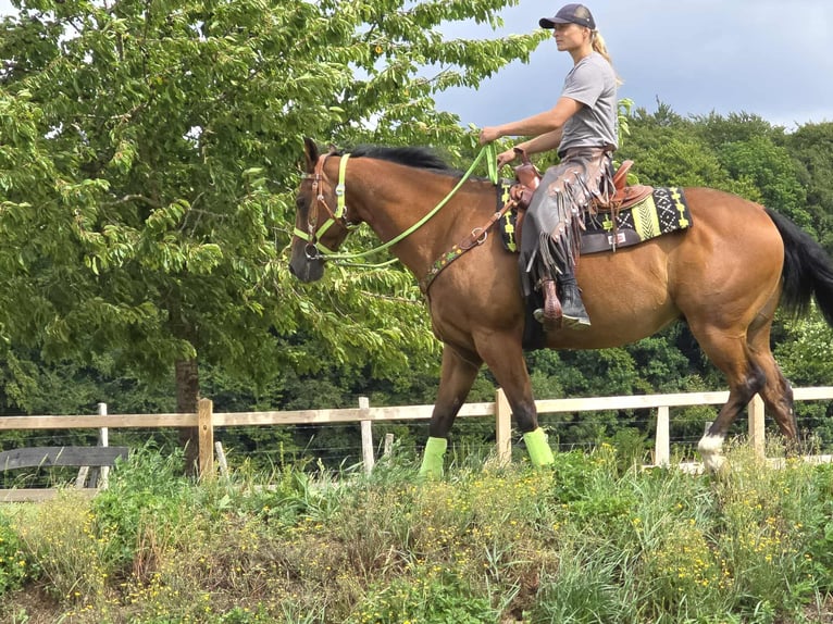 Quarab Mix Wallach 7 Jahre 155 cm Brauner in Linkenbach