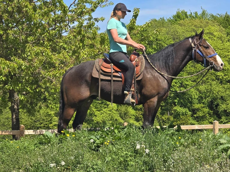 Quarab Wallach 7 Jahre 155 cm Brauner in Linkenbach