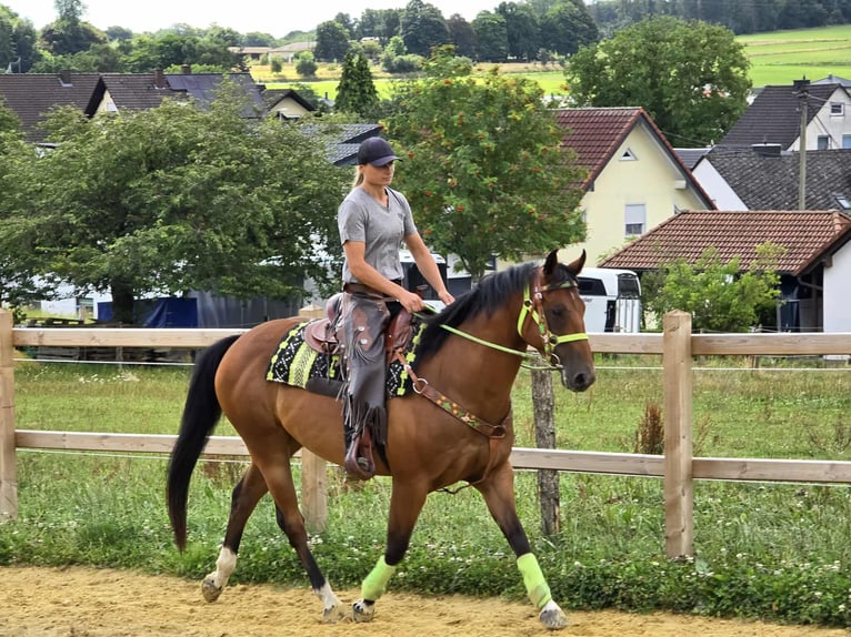 Quarab Mix Wallach 7 Jahre 155 cm Brauner in Linkenbach