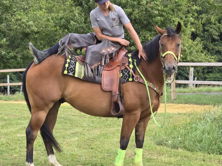 Quarab Mix Wallach 7 Jahre 155 cm Brauner in Linkenbach