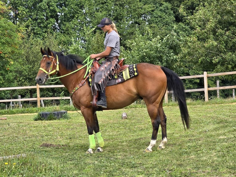 Quarab Mix Wallach 7 Jahre 155 cm Brauner in Linkenbach
