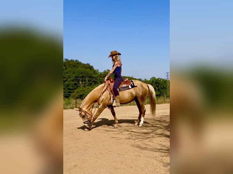 Quarab Yegua 11 años 160 cm Palomino in Seva (Barcelona)