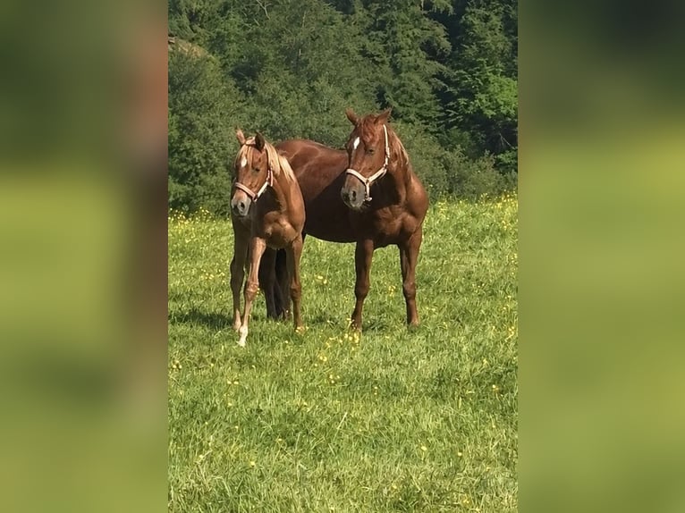 Quarab Yegua 1 año Alazán in Bad Münstereifel