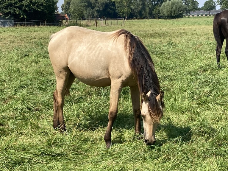Quarab Yegua 3 años 140 cm Buckskin/Bayo in Arnhem