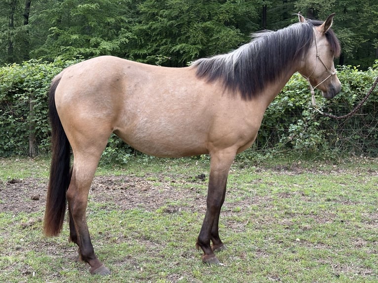 Quarab Yegua 3 años 140 cm Buckskin/Bayo in Arnhem