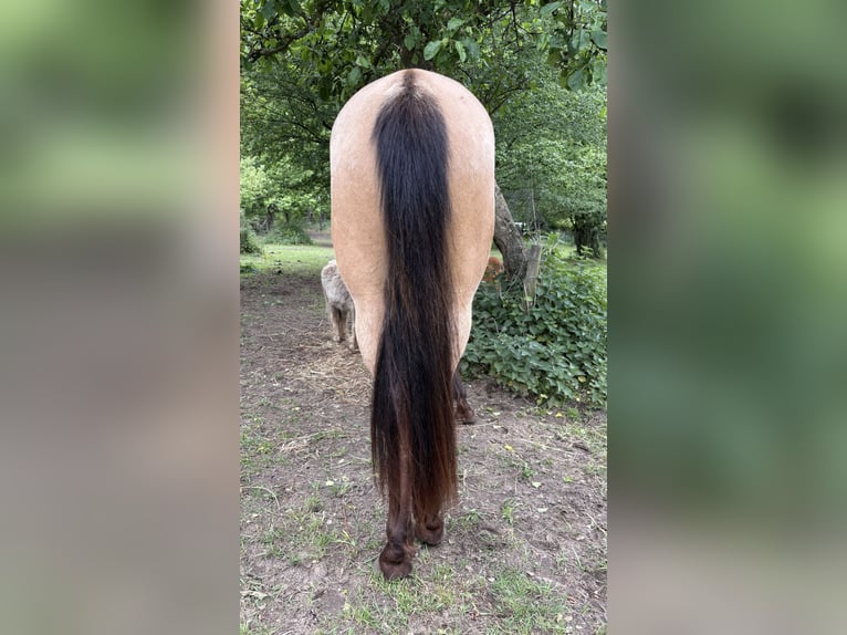 Quarab Yegua 3 años 140 cm Buckskin/Bayo in Arnhem