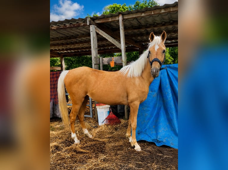 Quarab Yegua 4 años 140 cm Palomino in Bellevigny