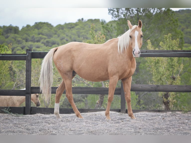 Quarab Yegua 9 años 154 cm Palomino in Alcoi/Alcoy