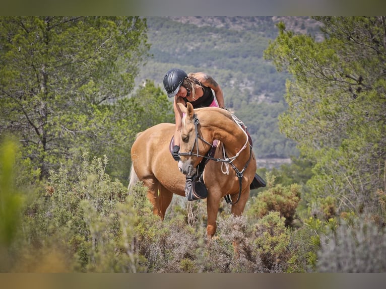 Quarab Mestizo Yegua 9 años 154 cm Palomino in Alcoi/Alcoy