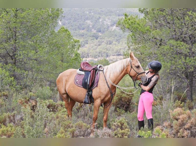 Quarab Mestizo Yegua 9 años 154 cm Palomino in Alcoi/Alcoy