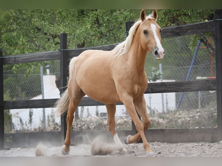 Quarab Mestizo Yegua 9 años 154 cm Palomino in Alcoi/Alcoy