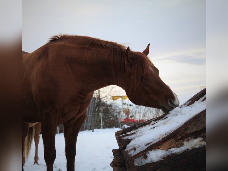 Quarter horse américain Étalon 10 Ans 144 cm Alezan dun in Offenhausen