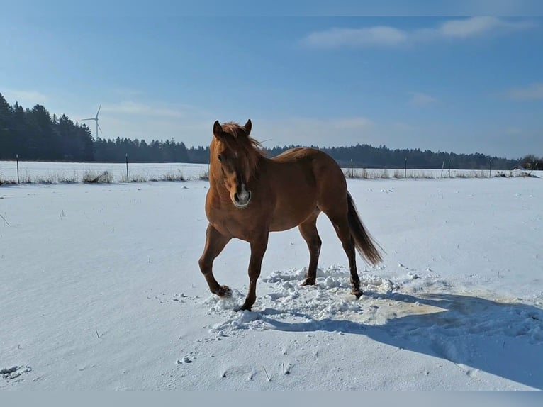 Quarter horse américain Étalon 10 Ans 144 cm Alezan dun in Offenhausen