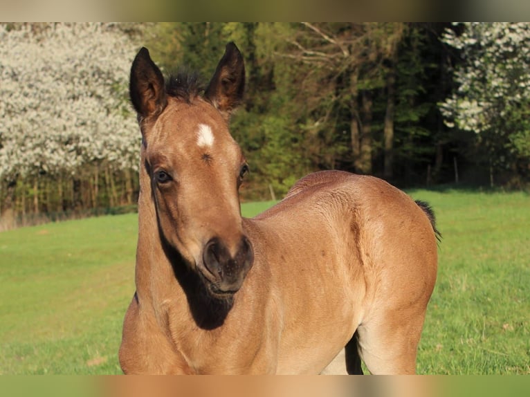 Quarter horse américain Étalon 10 Ans 144 cm Alezan dun in Offenhausen