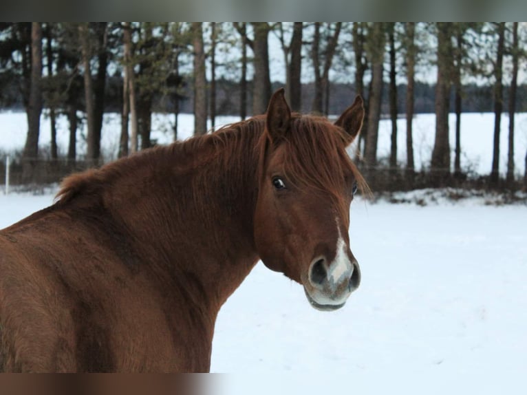 Quarter horse américain Étalon 10 Ans 144 cm Alezan dun in Offenhausen
