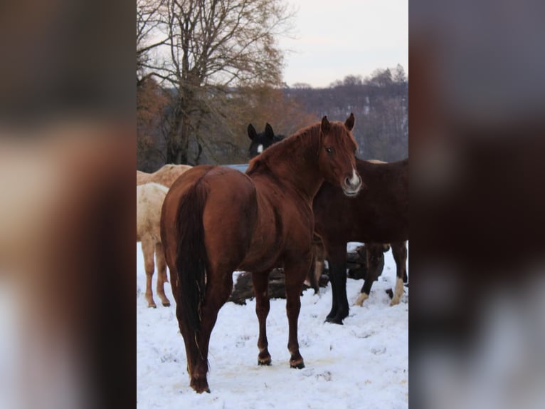 Quarter horse américain Étalon 10 Ans 144 cm Alezan dun in Offenhausen