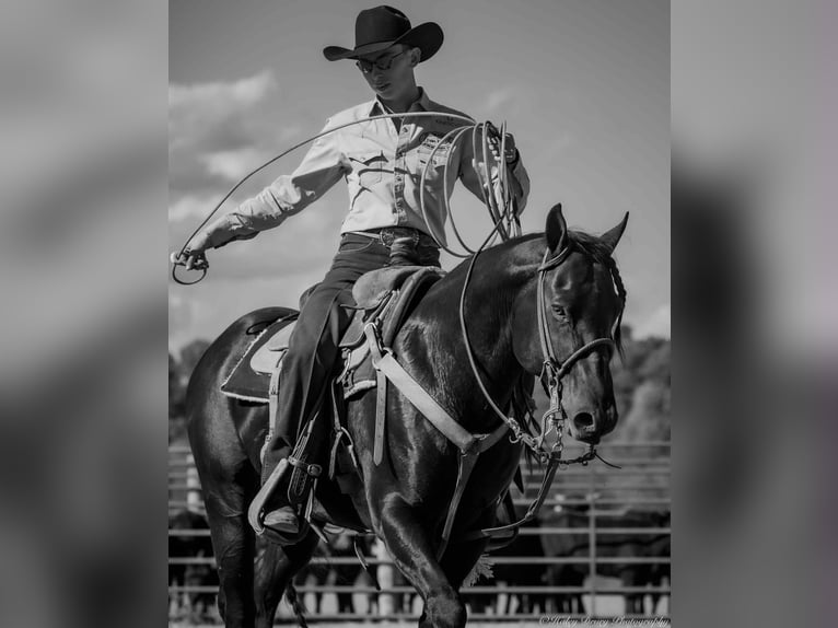 Quarter horse américain Étalon 10 Ans 147 cm Noir in Auburn