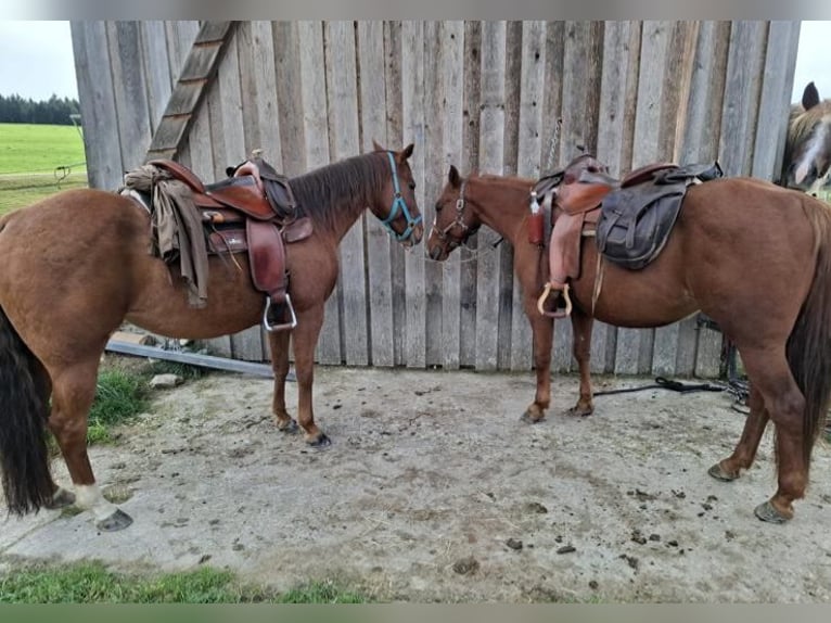 Quarter horse américain Étalon 10 Ans 150 cm Alezan in Bayerbach