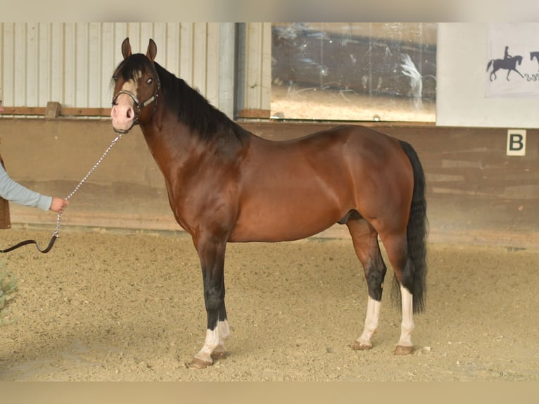 Quarter horse américain Étalon 11 Ans 153 cm Bai in Geilenkirchen