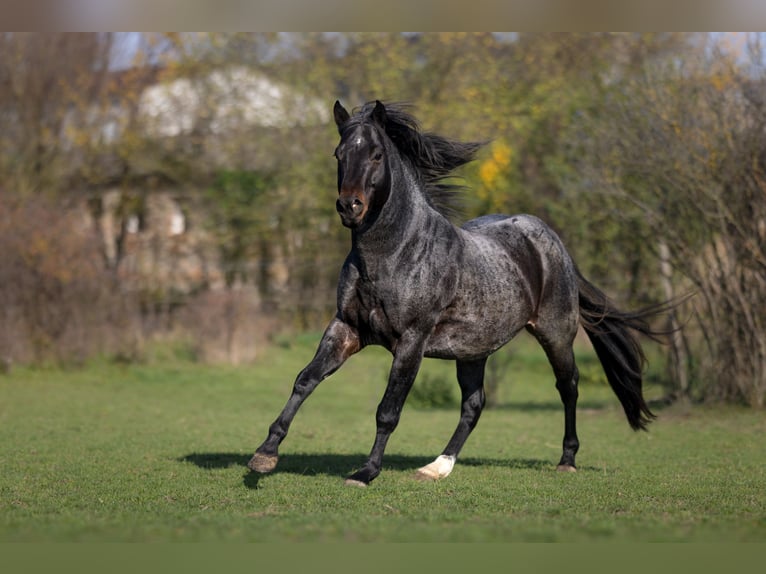 Quarter horse américain Étalon 11 Ans 158 cm Roan-Bay in Levice