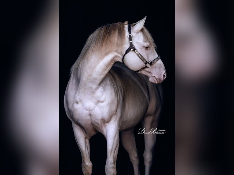 Quarter horse américain Étalon 12 Ans 150 cm Champagne in Weinähr