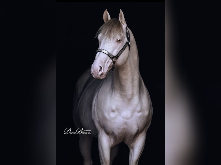 Quarter horse américain Étalon 12 Ans 152 cm Champagne in Weinähr
