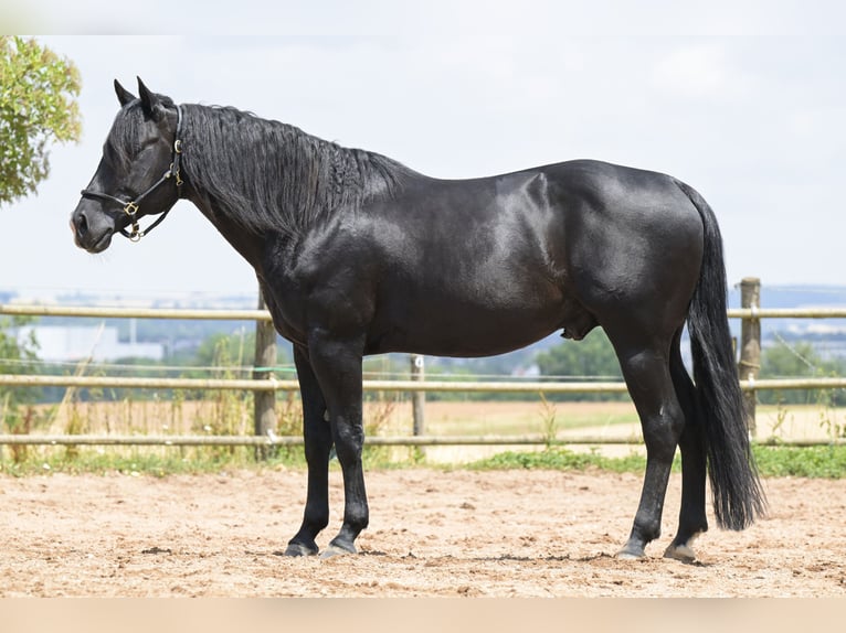 Quarter horse américain Étalon 12 Ans 154 cm Noir in Bad Wimpfen