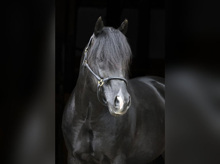 Quarter horse américain Étalon 12 Ans 154 cm Noir in Bad Wimpfen