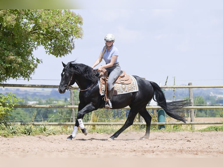 Quarter horse américain Étalon 12 Ans 154 cm Noir in Bad Wimpfen