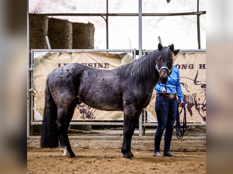 Quarter horse américain Étalon 12 Ans 158 cm Roan-Bay in Levice