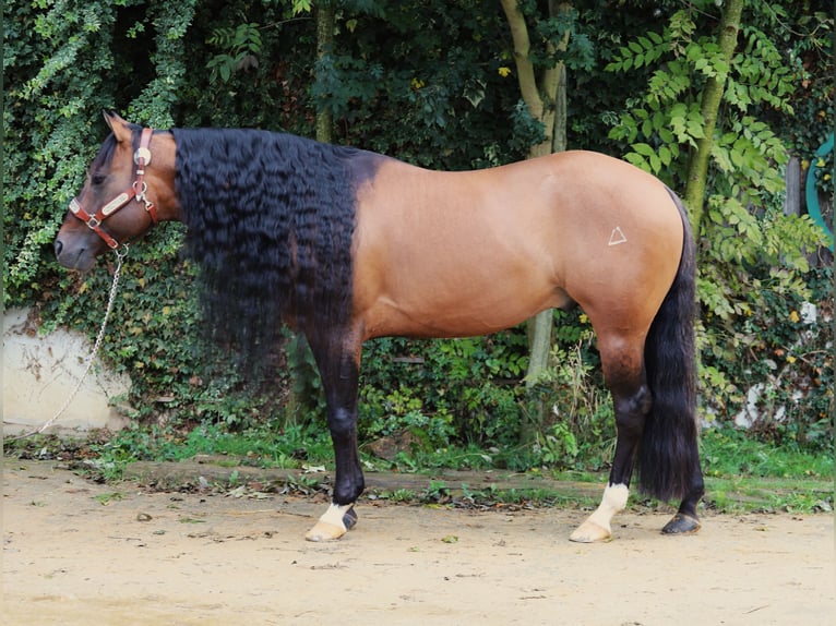 Quarter horse américain Étalon 13 Ans 148 cm in Zwickau