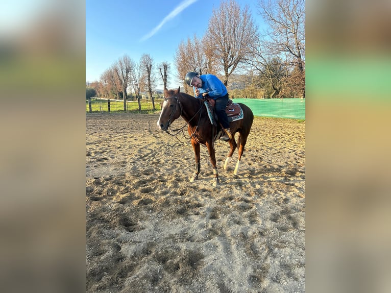 Quarter horse américain Étalon 14 Ans 153 cm  in Roccasecca