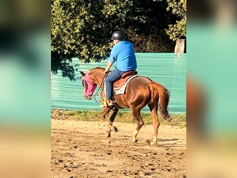 Quarter horse américain Étalon 14 Ans 153 cm  in Roccasecca