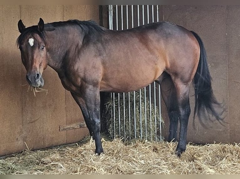 Quarter horse américain Étalon 14 Ans 156 cm Bai in Regen