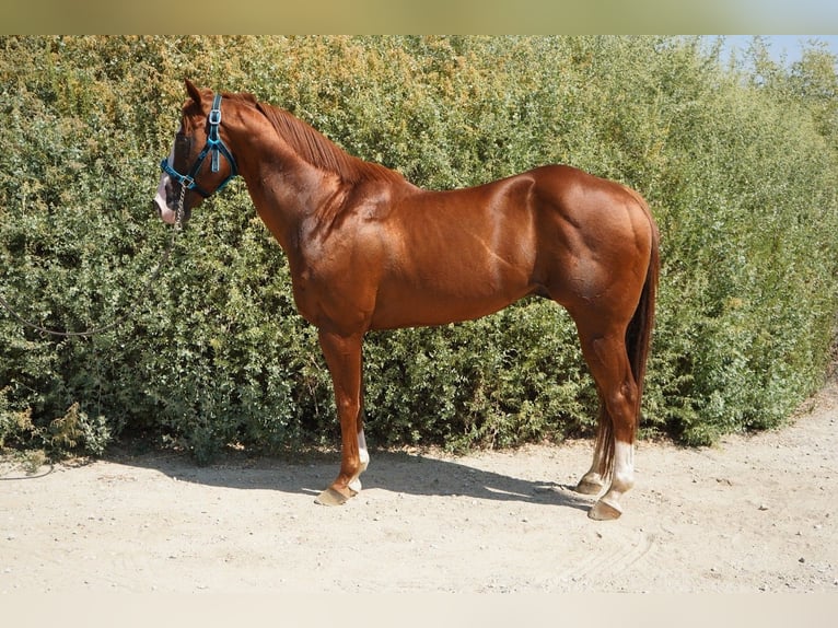 Quarter horse américain Étalon 17 Ans 152 cm Alezan brûlé in Corona