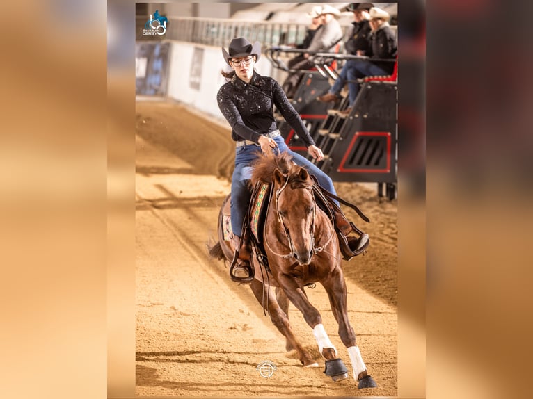 Quarter horse américain Étalon 17 Ans Alezan in Arnbruck